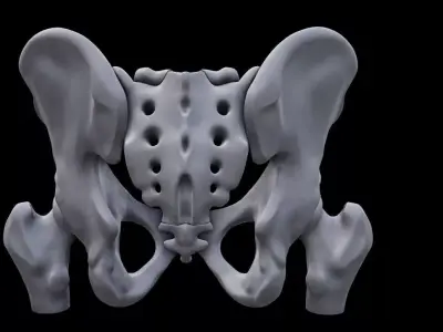 Realistic Human Pelvis Bone Anatomy 3D Model for Medical 3D print model