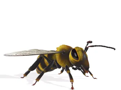 Animated Detailed 3D Honey Bee Animated Insect Model  3D model