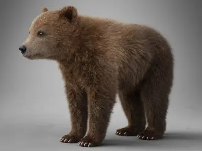 Little Brown bear Animated 3D model