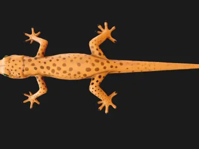 Low poly Stylized lizard Low-poly 3D model