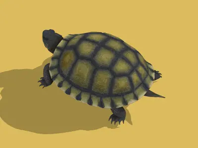 Chinese Pond Turtle 3D model