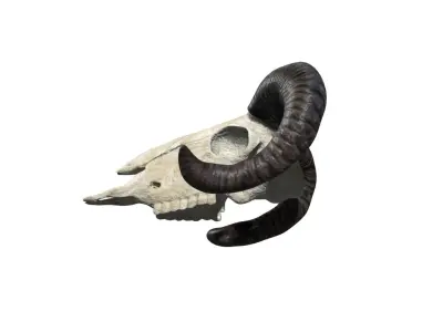 Ram skull Low-poly 3D model
