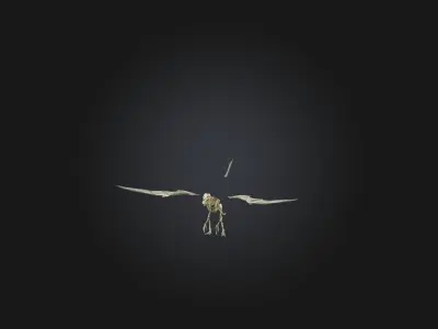 Realistic Pteranodon Skeleton Model Low-poly 3D model