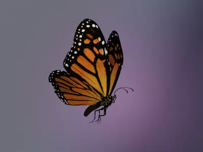 Butterfly Monarch 3D model get