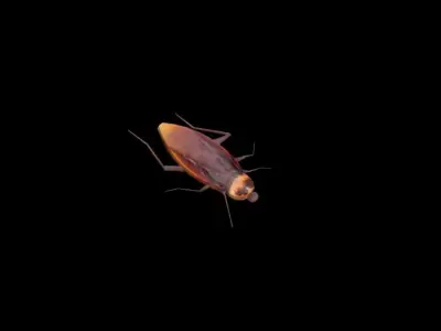 Insect cockroach Free low-poly 3D model