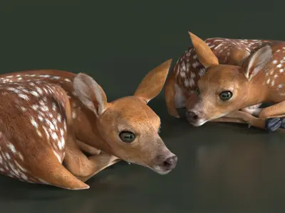 Resting White-Tailed Fawn Deer 