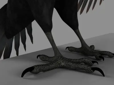 Pileated Woodpecker 3D model