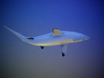 Shark rigging animation PBR Low-poly 3D model