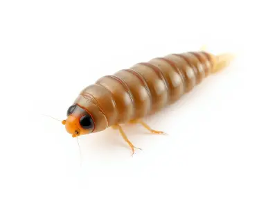 Insect Larva D Model Pack for Visualization and Games Low-poly 3D model