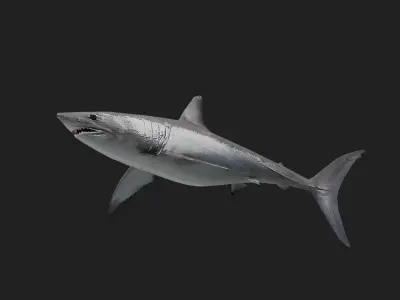 Shortfinmakoshark Low-poly 3D model