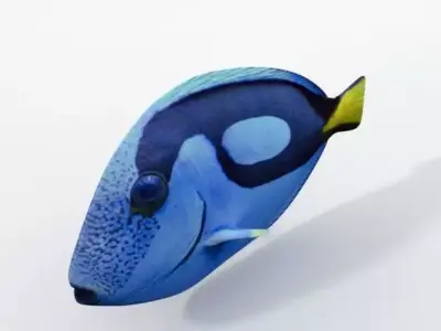 Surgeonfish fish Low-poly 3D model