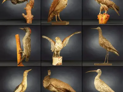 9 Birds Collection V3 Low-poly 3D model