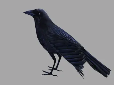 animated low poly crow Low-poly 3D model purchase