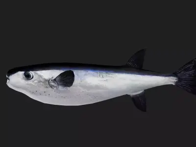 Filefish Low-poly 3D model 5