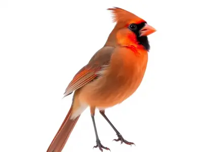Scarlet Cardinal model pack Low-poly 3D model