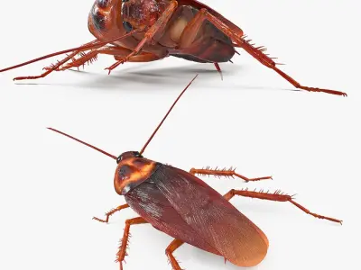  Rigged Animated Cockroach Collection for Cinema 4D 