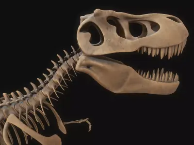T-rex Skeleton 3D model purchase