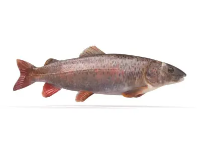 Fish model trout 3D model