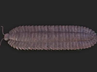 Arthropleura armata 3D model