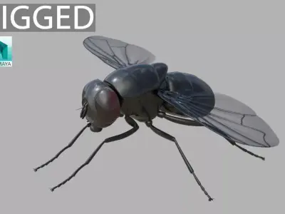 Fly insect 3D model get