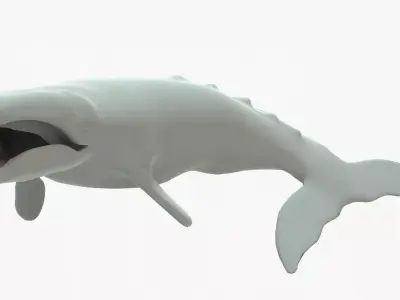 Gray Whale Rigged Basemesh Low-poly 3D model