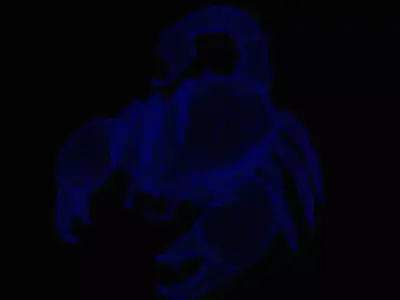 Scorpion 3D model buy