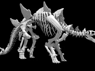 Stegosaurus skeleton Low-poly 3D model