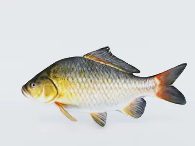 Carp Animal Free 3D model