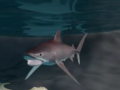 Tiger shark  3D model