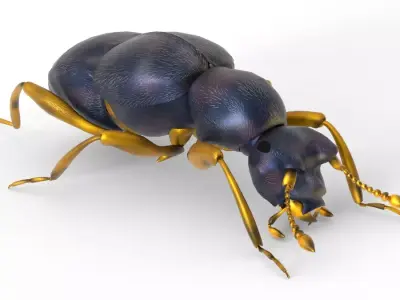 Pselaphid beetle Free low-poly 3D model