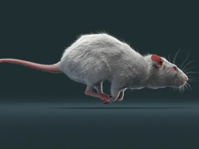 Rat Fur Animated 3D model