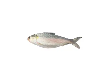 Hilsa Ilish Fish Low-poly 3D model