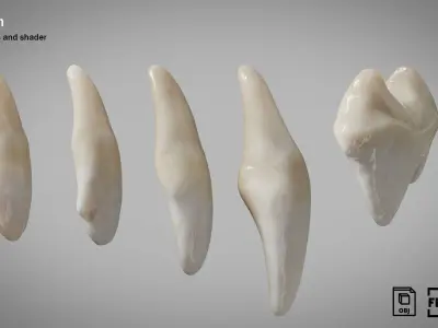 Dog teeth 5 pieces  PBR Low-poly 3D model