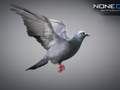 Animated Rock Dove by NoneCG Free 3D model