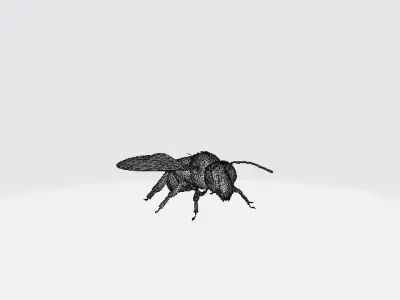 Honey Bee 3D model purchase