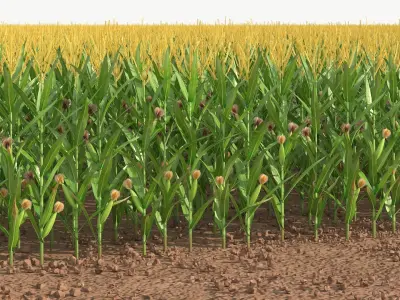  Agricultural Corn Field 