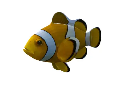 Realistic Clown Fish 3D Model Low-poly 3D model