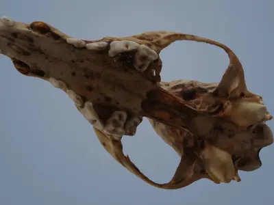 Fox Skull 3D model