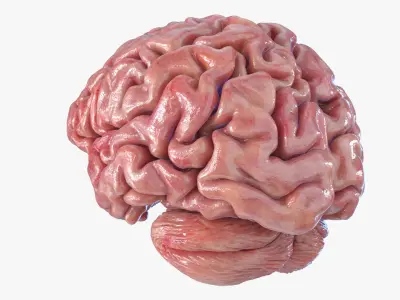 Brain 3D model purchase