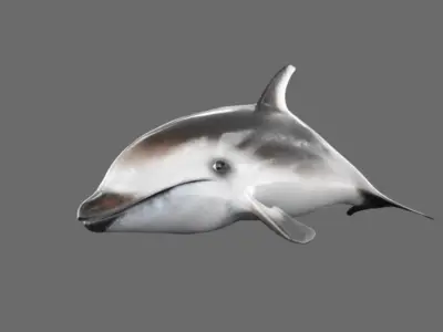 Dolphin 3D model buy