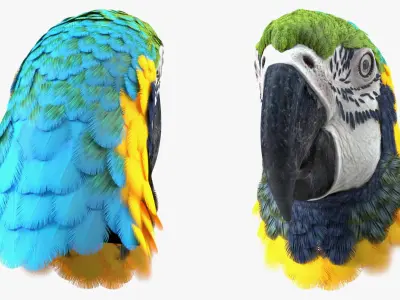 Blue and Yellow Macaw Head 3D model buy
