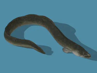 An Eel Low-poly 3D model