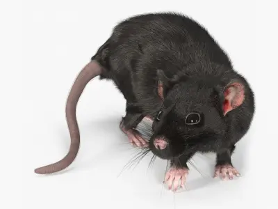 Fancy Rat Rigged Fur  purchase 3D model