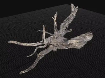 Tree root 3d scan in highpoly 3D model from CGTrader