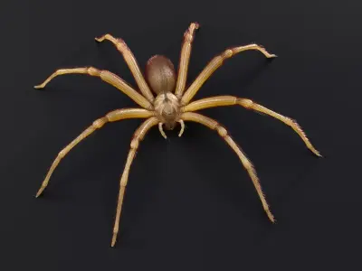 Brown Recluse Spider Low-poly 3D model purchase