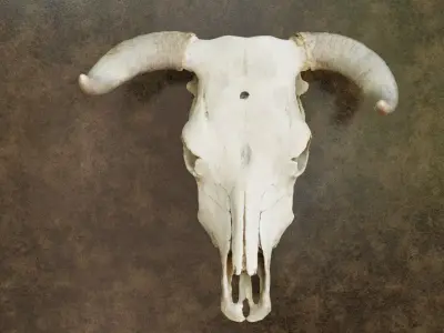 Bull skull 3D model purchase