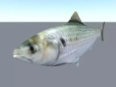 fish low poly shark Low-poly 3D model