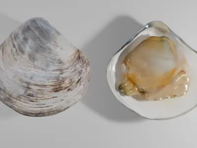 Clam Model 3D model