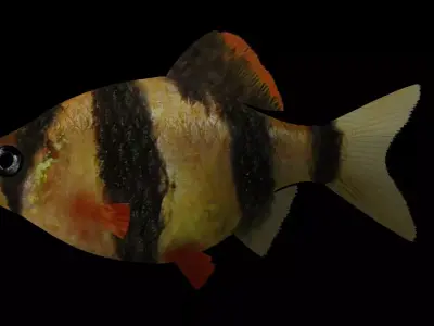 tiger barb Low-poly 3D model