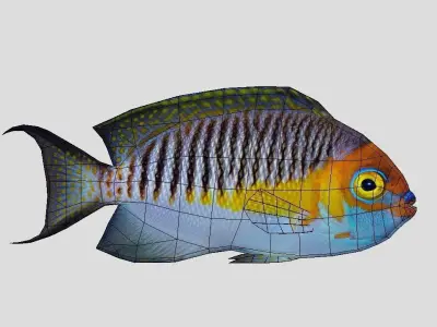 Masked Swallowtail Angelfish Realistic Animated Low-poly 3D model